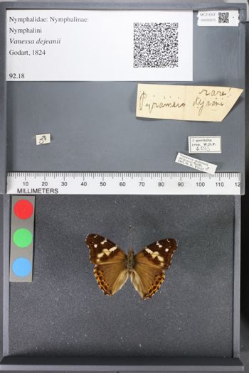 Media type: image;   Entomology 92875